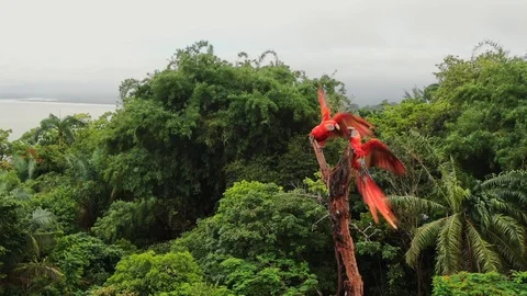 Macaw parrot pair fighting while perched on dead tree aerial view Video stock 114508813