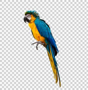Macaw parrot parakeet perching on isolate on transparent background PNG file Stock Photos