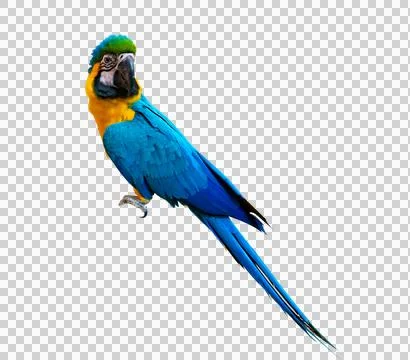 Macaw parrot parakeet perching on isolate on transparent background PNG file Stock Photos