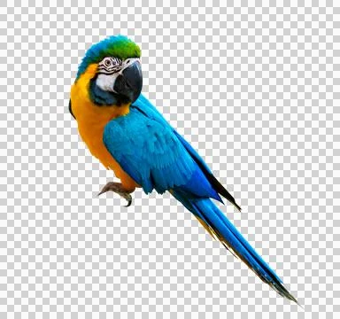 Macaw parrot parakeet perching on isolate on transparent background PNG file Stock Photos