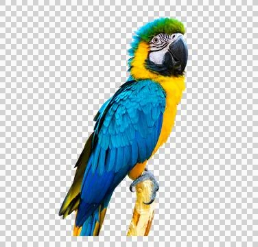 Macaw parrot parakeet perching on isolate on transparent background PNG file Stock Photos