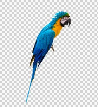 Macaw parrot parakeet perching on isolate on transparent background PNG file Stock Photos