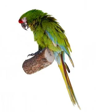 Macaw parrot perching Stock Photos