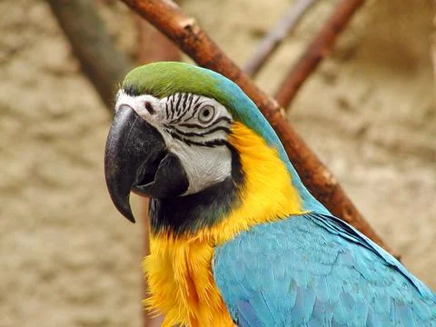 Macaw parrot Stock Photos