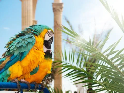 Macaw parrot Stock Photos