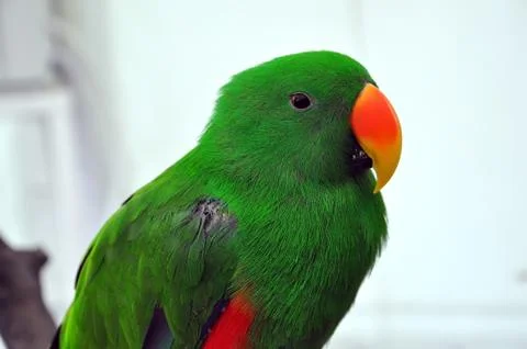 Macaw parrot Stock Photos