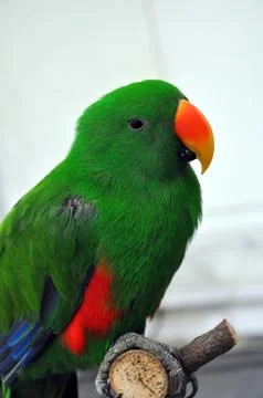 Macaw parrot Stock Photos