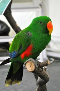 Macaw parrot Stock Photos