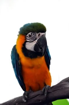 Macaw parrot Stock Photos