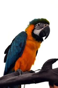 Macaw parrot Stock Photos