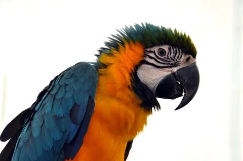 Macaw parrot Stock Photos