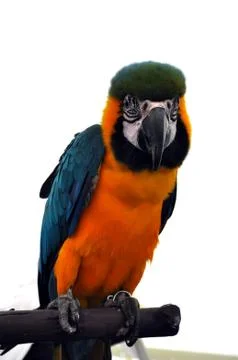 Macaw parrot Stock Photos