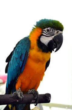 Macaw parrot Stock Photos