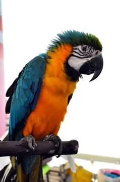 Macaw parrot Stock Photos