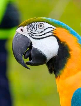 The macaw parrot Stock-Fotos