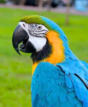 The macaw parrot Stock Photos