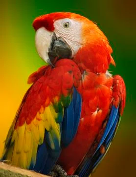 Macaw parrot Stock Photos