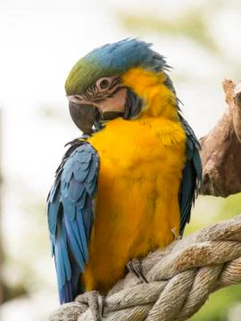 Macaw parrot Stock Photos