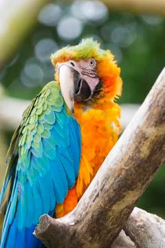 Macaw parrot Stock Photos