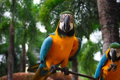 Macaw parrot Stock Photos