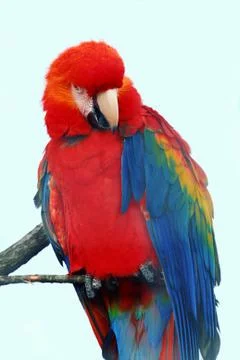 Macaw parrot Stock Photos