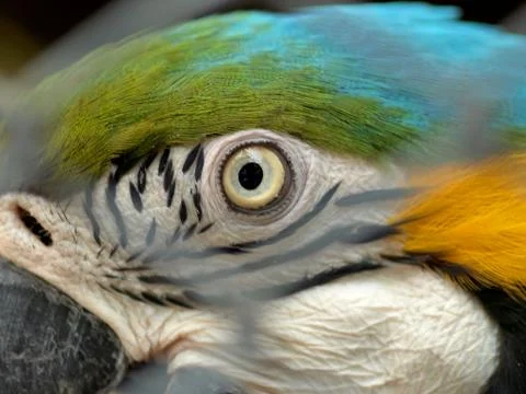 Macaw parrot Stock Photos