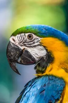 Macaw parrot Stock Photos
