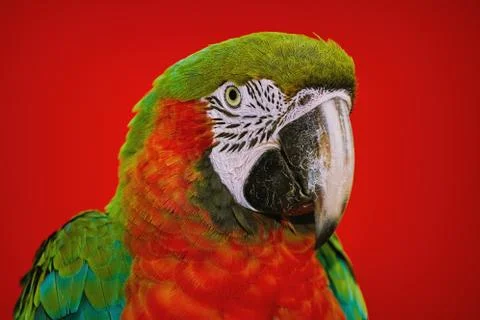 The Macaw Parrot Stock Photos