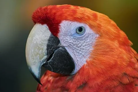 The Macaw Parrot Stock Photos