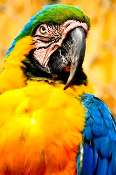 Macaw Parrot Fotos de archivo