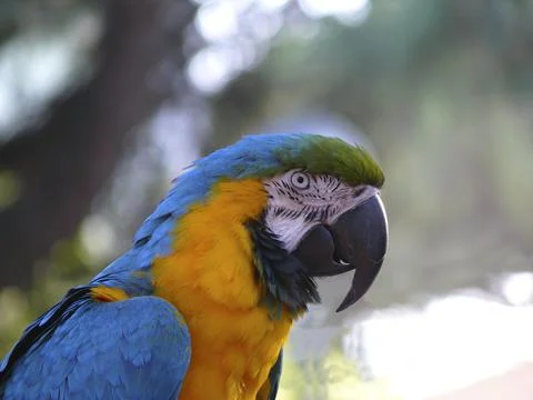 Macaw, Parrot 写真素材