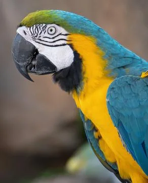 Macaw parrot Stock Photos