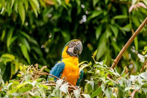 Macaw parrot in a rainforest Stock Photos
