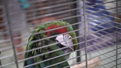 Macaw Parrot sits In Birdcage. Green-red parrot cleaning its feathers Stock Footage 263898341