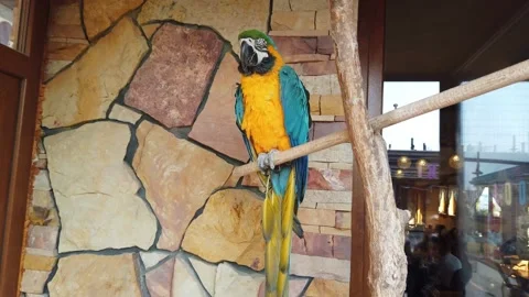 Macaw parrot sitting on the branch Stock Footage 133806744