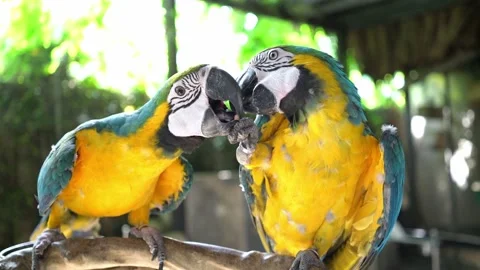 Macaw parrot sitting together. Stock Footage 140072784