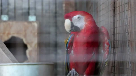 A Macaw Parrot Sitting On A Tree Branch, Behind The Bars Of A Zoo Cage. 4k. ProR Stock Footage 185669464
