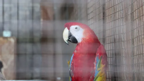 A Macaw Parrot Sitting On A Tree Branch, Behind The Bars Of A Zoo Cage. 4k. ProR Stock Footage 186077035