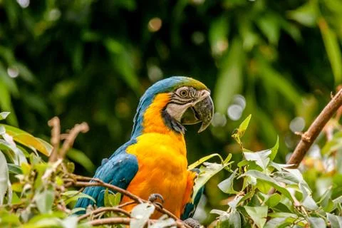 Macaw parrot sitting in a tree Foto stock