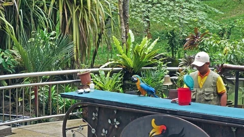 Macaw parrot throw the bottle and cans into the dustbin performance. 動画素材 78479741