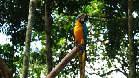 Macaw Parrot on the tree Stock Footage 224937419