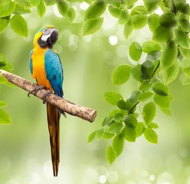 Macaw parrot on a tree Stock Illustration