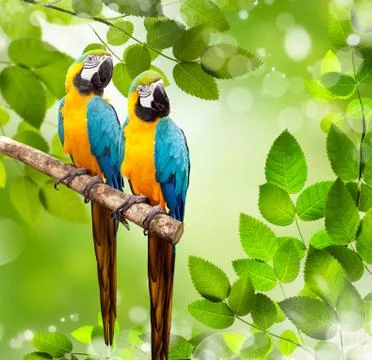 Macaw parrot on a tree Stockillustratie