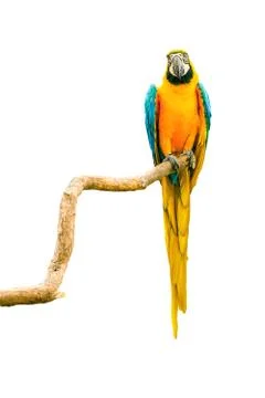 Macaw parrot on a twig Stock Photos