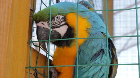Macaw parrot in zoo Stock Footage 51016802