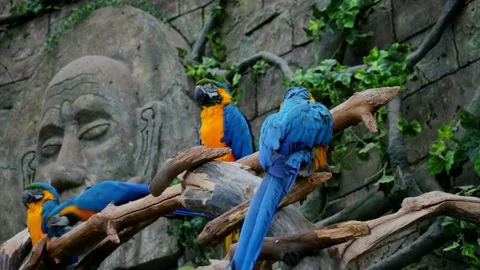 Macaw parrots on a background of ancient ruins Stock Footage