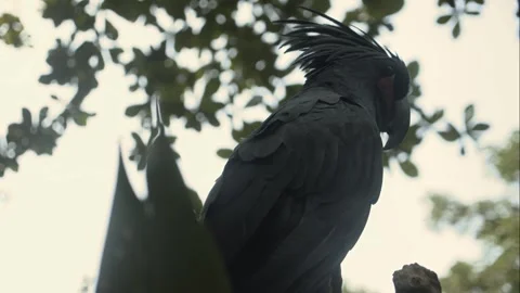 Macaw parrots with beautiful feathers turns around Stock Footage 246512523