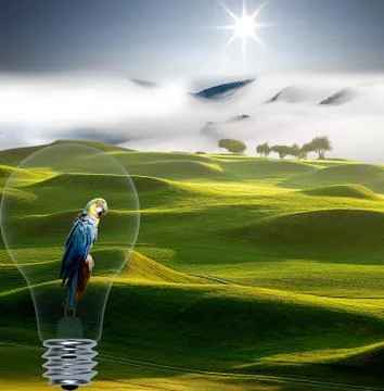 Macaw parrots in the bulb Illustrazione stock
