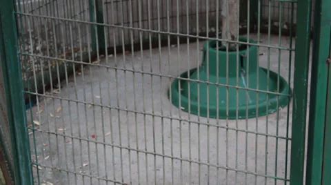 Macaw parrots in a cage Stock Footage 37250383