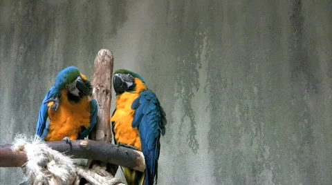Macaw parrots cleaning themselves Stock Footage 277347
